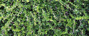 Hecke