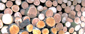 Holzstapel